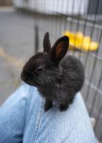 Baby dwerg konijntje - Rammelaar, Dieren en Toebehoren, Konijnen, Mannelijk, Dwerg, 0 tot 2 jaar