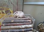 Hele lieve gerbil vrouwen, Dieren en Toebehoren, Knaagdieren, Juli, Vrouwelijk, Overige typen