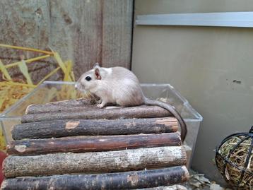 Hele lieve gerbil vrouwen beschikbaar voor biedingen