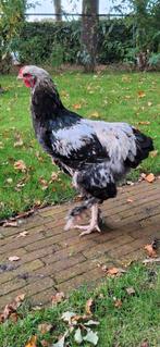 Brahma mix haan (eventueel met Hen), Dieren en Toebehoren, Pluimvee, Mannelijk, Kip