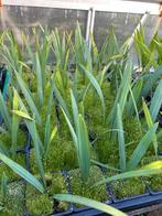 Sabal Minor zaailingen (3 bladeren), Tuin en Terras, Overige soorten, Volle zon, Vaste plant, Verzenden