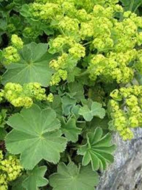 Alchemilla mollis (vrouwenmantel) geel vaste plant, Tuin en Terras, Planten | Tuinplanten, Vaste plant, Overige soorten, Halfschaduw