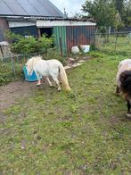 Paarden en pony’s, Dieren en Toebehoren, Paarden, Merrie, Minder dan 160 cm, Recreatiepaard