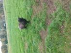 Te koop drents heideschaap  ooi, Mannelijk, Schaap