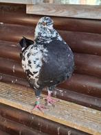 KING duiven, Dieren en Toebehoren, Vogels | Duiven, Meerdere dieren, Overige soorten