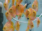 Yellow checkerboard discussen, Vis, Zoetwatervis, Schoolvis