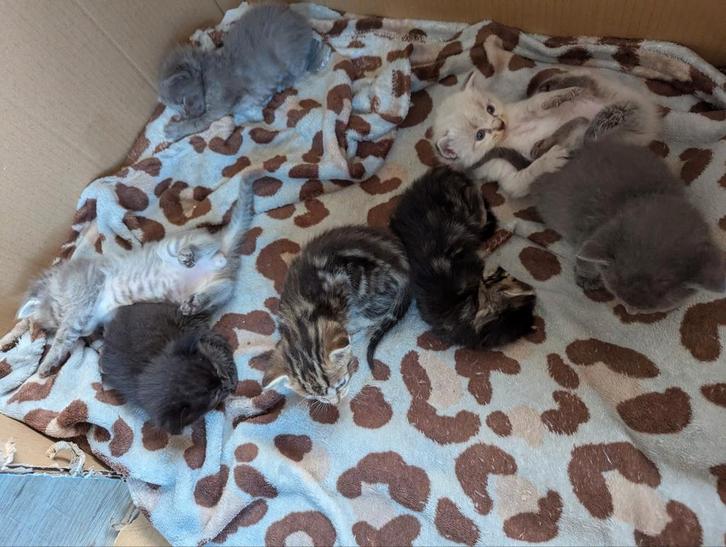 Prachtige kruising Ragdoll kitten, laatste vanaf 28 oktober, Dieren en Toebehoren, Katten en Kittens | Raskatten | Langhaar, Geslacht onbekend