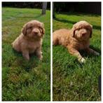 Nova Scotia Duck Toller Retriever pups, Toller pups, Overige rassen, 8 tot 15 weken, Meerdere, Meerdere dieren