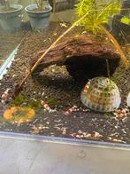 Crystal Red garnalen, Dieren en Toebehoren, Vissen | Aquariumvissen, Kreeft, Krab of Garnaal