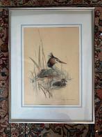 Ingelijste vogelprent – Fuut, afmeting 41  31 cm, Ophalen of Verzenden