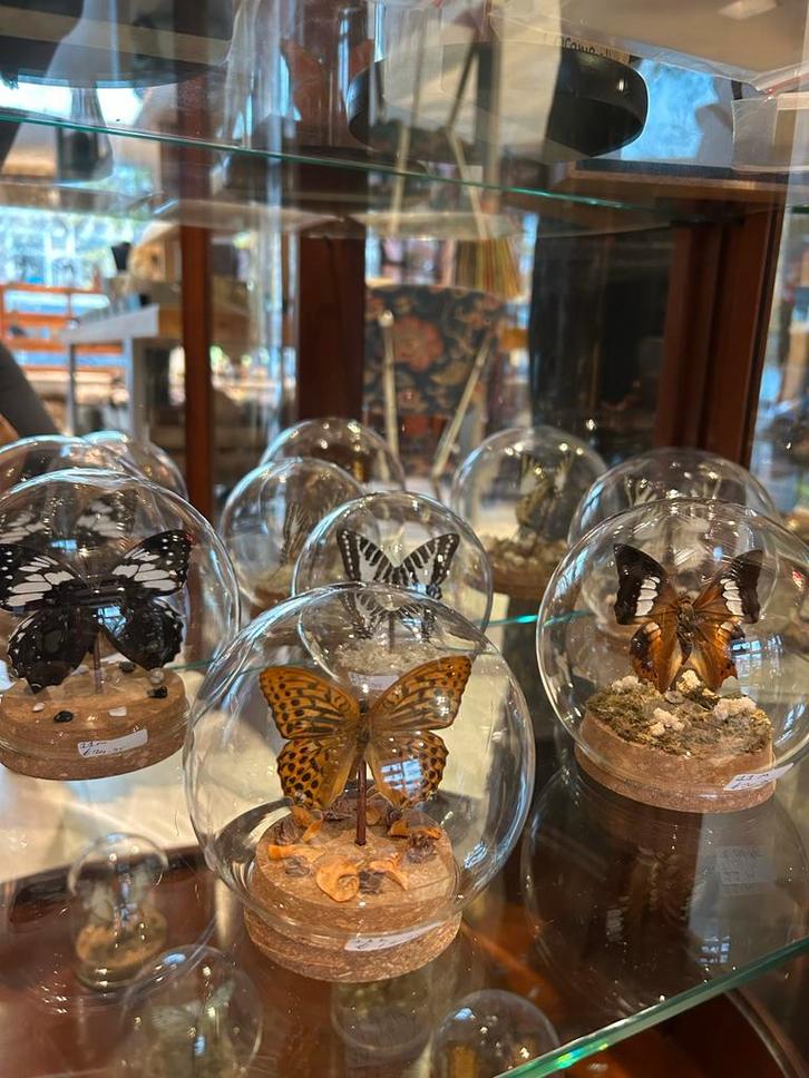 Vlinders in Stolp - Prachtige Decoratie, Antiek en Kunst, Kunst | Designobjecten, Ophalen of Verzenden