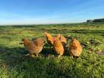 Jonge wyandotte kriel kippen buff kleur gesekst + ingeënt, Dieren en Toebehoren, Pluimvee, Vrouwelijk, Kip