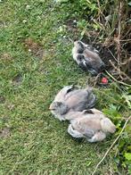 Brahma haantjes, Dieren en Toebehoren, Pluimvee, Mannelijk, Kip
