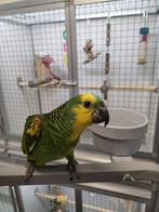 blauwvoorhoofd amazone, Meerdere dieren, Papegaai, Geringd