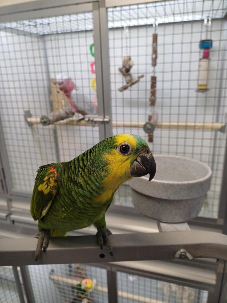 blauwvoorhoofd amazone, Dieren en Toebehoren, Vogels | Parkieten en Papegaaien, Papegaai, Meerdere dieren, Tam, Geringd