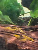 Citroen garnalen, Dieren en Toebehoren, Vissen | Aquariumvissen, Kreeft, Krab of Garnaal, Zoetwatervis, Schoolvis