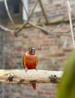 Mooi te huis gezocht voor 2 mooie pyrrhura’s(koppel), Dieren en Toebehoren, Vogels | Parkieten en Papegaaien, Meerdere dieren
