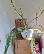 Epiphyllum Pumilum / zaagcactus., Huis en Inrichting, Ophalen, Overige soorten, Minder dan 100 cm
