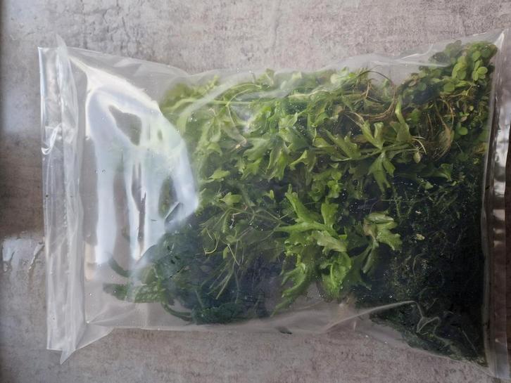50 aquarium planten voor 10 euro, Dieren en Toebehoren, Vissen | Aquaria en Toebehoren, Nieuw, Plant(en), Steen of Hout, Ophalen of Verzenden