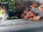 20 leghennen, Dieren en Toebehoren, Pluimvee, Vrouwelijk, Kip