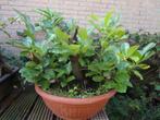 bonsai starter laurieskers, In pot, Minder dan 100 cm, Lente, Overige soorten