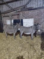 Te koop 2 kleine drachtige ezel merries.!!, Maart, Vrouwelijk