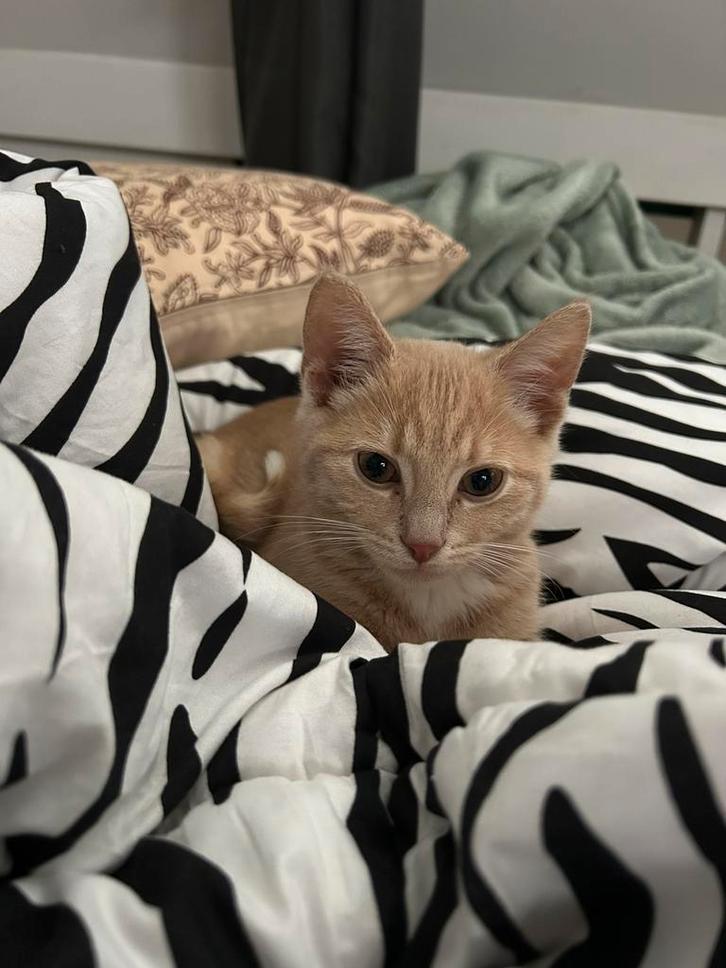 Herplaatsing Kitten, Dieren en Toebehoren, Katten en Kittens | Raskatten | Korthaar, Kater, 0 tot 2 jaar, Gechipt, Ontwormd, Ingeënt