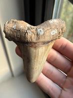 Angustidens haaientand fossiel 9.8 centimeter, Ophalen of Verzenden, Fossiel