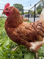 2 tamme legkipjes, Dieren en Toebehoren, Pluimvee, Vrouwelijk, Kip