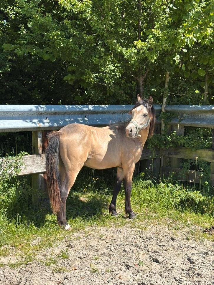 Unieke valk Welsh jaarling te koop, Dieren en Toebehoren, Pony's, Ruin
