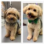 Trimsalon COOLna in Hillegom 🐾