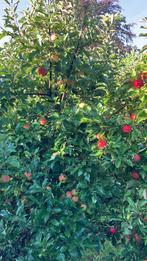Elstar appelbomen in draadkluit, Appelboom, Ophalen of Verzenden