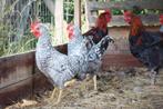 Cream legbar haan, Dieren en Toebehoren, Pluimvee, Mannelijk, Kip
