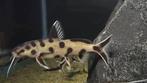 Synodontis Polli White Wildvang Groep, Dieren en Toebehoren, Vis, Zoetwatervis, Schoolvis