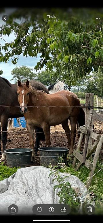 Appaloosa ruin te koop beschikbaar voor biedingen
