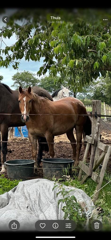 Recreatieruin, springmerrie en springveulen te koop, Dieren en Toebehoren, Paarden, Meerdere dieren, Zadelmak, 160 tot 165 cm