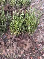 liguster en coniferen te koop, Tuin en Terras, Planten | Tuinplanten, Ophalen, Overige soorten, Volle zon