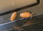 Porcellio laevis ‘Orange’, Overige soorten