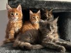 Maine Coon Kittens met Stamboom 2 katers 2 Poezen, Dieren en Toebehoren, Katten en Kittens | Raskatten | Langhaar, Meerdere dieren