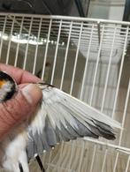 Mooi majoor putter Koppel 2024 komt aut egelhed, Dieren en Toebehoren, Vogels | Overige Vogels, Meerdere dieren, Wildzangvogel