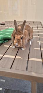 2 konijnen, zusjes, incl. Buitenhok, binnen en buitenren, Dieren en Toebehoren, Konijnen, Vrouwelijk, Middelgroot, 0 tot 2 jaar
