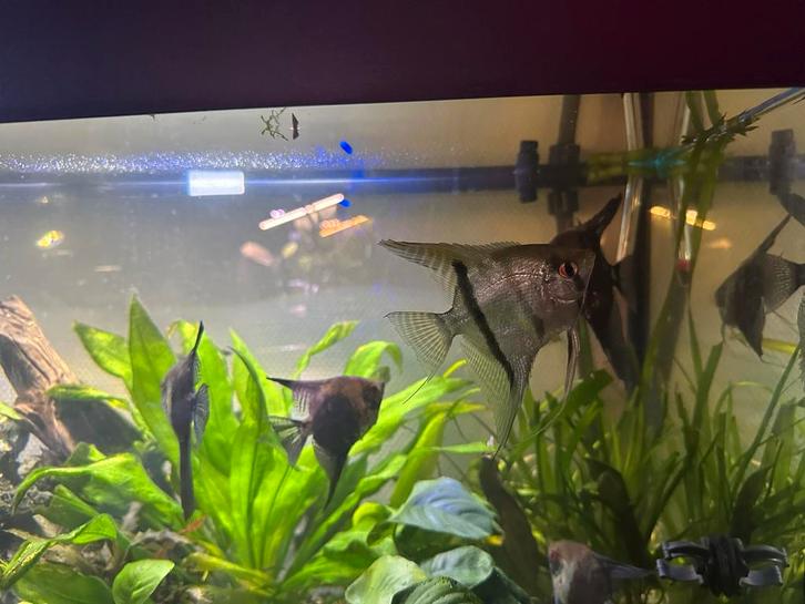 Maanvis jongen platinum white x zebra, Dieren en Toebehoren, Vissen | Aquariumvissen, Zoetwatervis, Vis, Schoolvis