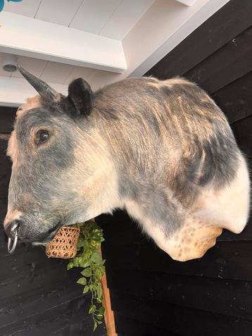 Opgezette Stier beschikbaar voor biedingen