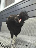 Kuifhoen haantje, Dieren en Toebehoren, Mannelijk, Kip