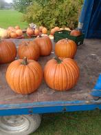 Halloween pompoenen, Tuin en Terras, Ophalen of Verzenden, Overige soorten, Volle zon