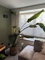 Strelitzia Kamerplant, Ophalen, Overige soorten, Halfschaduw, In pot