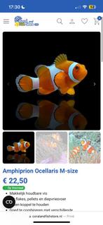 Anemoonvis nemo clownvis- ruilen mag ook, Dieren en Toebehoren, Vissen | Aquariumvissen, Vis