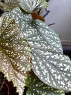 Begonia Maculata verschillende planten, Huis en Inrichting, Kamerplanten, Volledige schaduw, Overige soorten, Ophalen of Verzenden