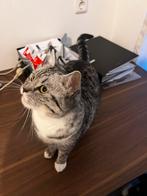 lieve poes zoeken een liefdevol thuis, Dieren en Toebehoren, Katten en Kittens | Raskatten | Korthaar, Meerdere dieren, Ontwormd