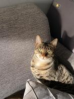 Kat aangeboden, Poes, Kortharig, 3 tot 5 jaar